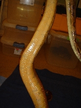 MP line Ihle salmon female 3