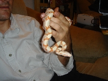 06 sunglow male
