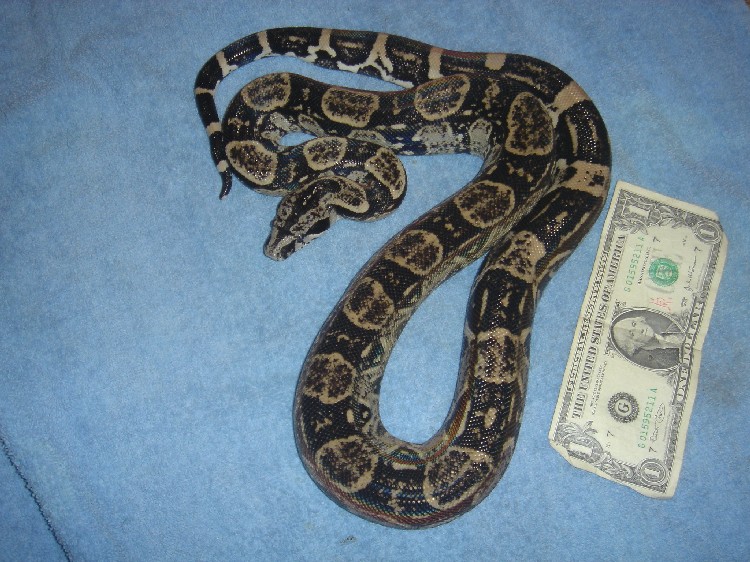Peruvian long tail anery male