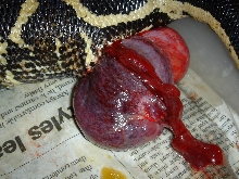 Ruby preg problem