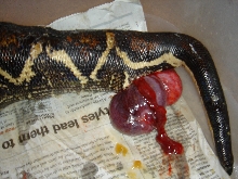 Ruby preg problem 2