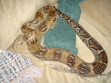 Dark anerythristic adult female