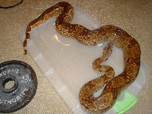 7_17_06 Double Het Sunglow female