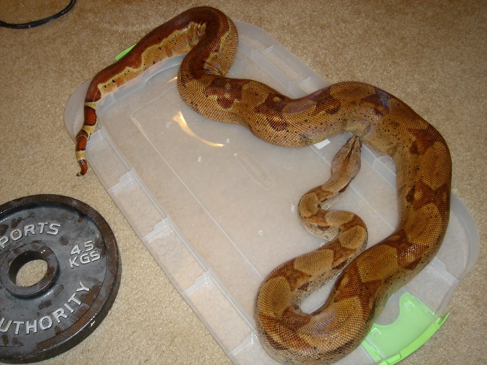 7_17_06 Double Het Sunglow female