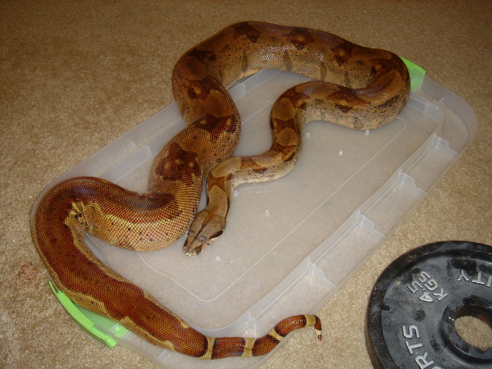7_17_06 Double Het Sunglow female 2