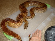 7_17_06 Double Het Sunglow female 3
