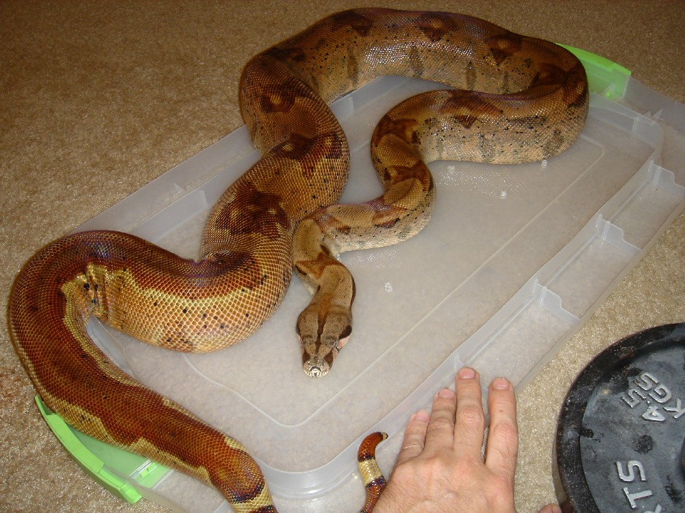 7_17_06 Double Het Sunglow female 3