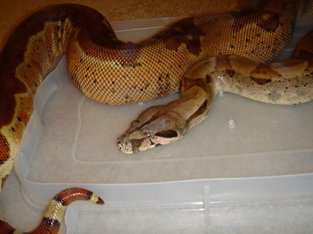 7_17_06 Double Het Sunglow female 4