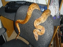 double het sunglow female 11505