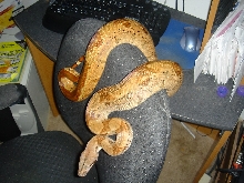 100% double het sunglow female 11505 2