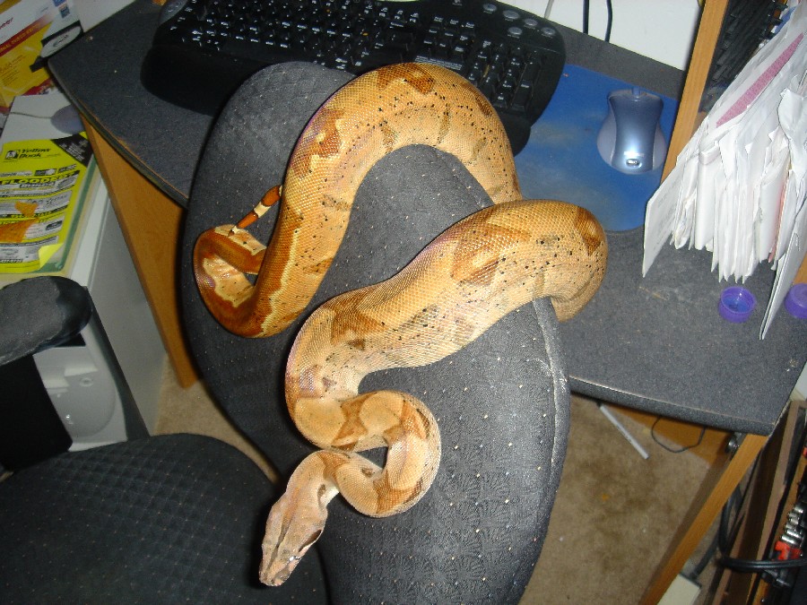 100% double het sunglow female 11505 2