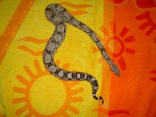 Female anery 100% het Kahl line albino from CV Exotics