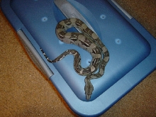 female anery longicauda
