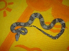 Female anery longicauda from Gulf Coast Reptiles