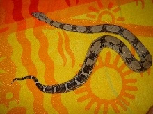 Lighter shaded female anery from M-n-R Reptiles