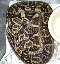 Peruvian long tail male anerythristic