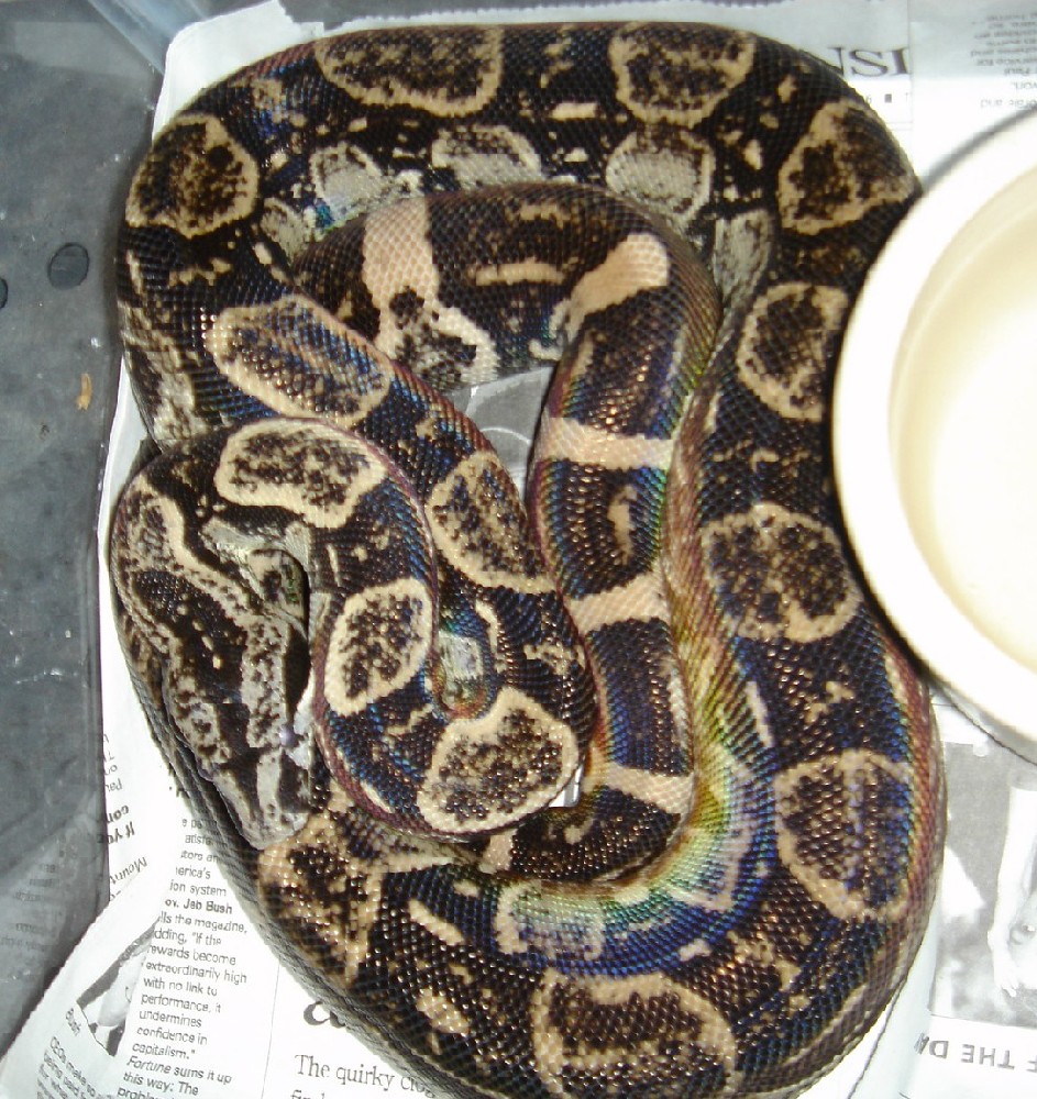 Peruvian long tail male anerythristic