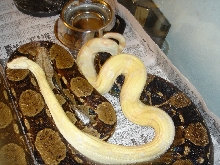 het albino babies maybe