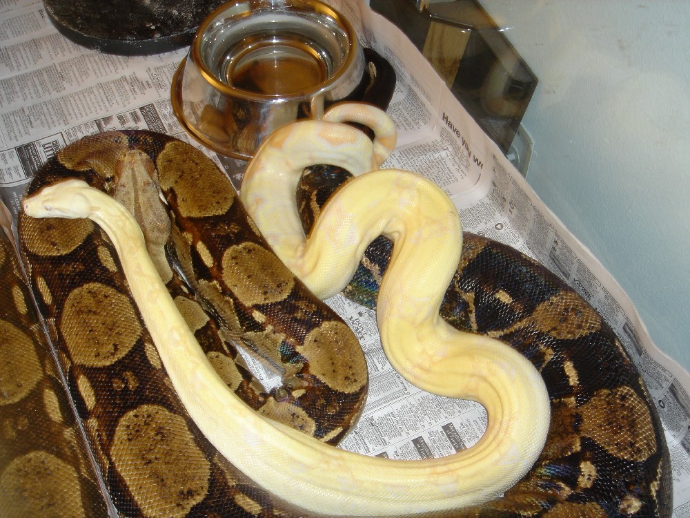 het albino babies maybe