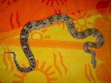 Lighter shaded anery female yearling