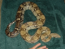 light anery female sub adult