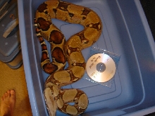Persephone 1/1/06