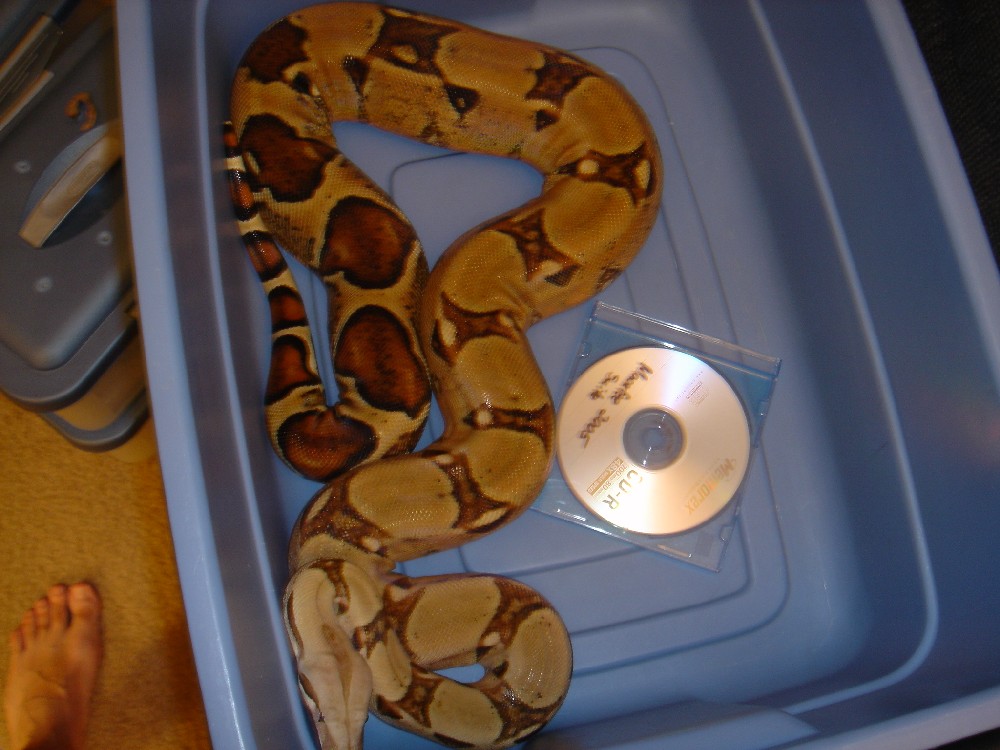 Persephone 1/1/06