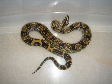 Peruvian long tail male het anery