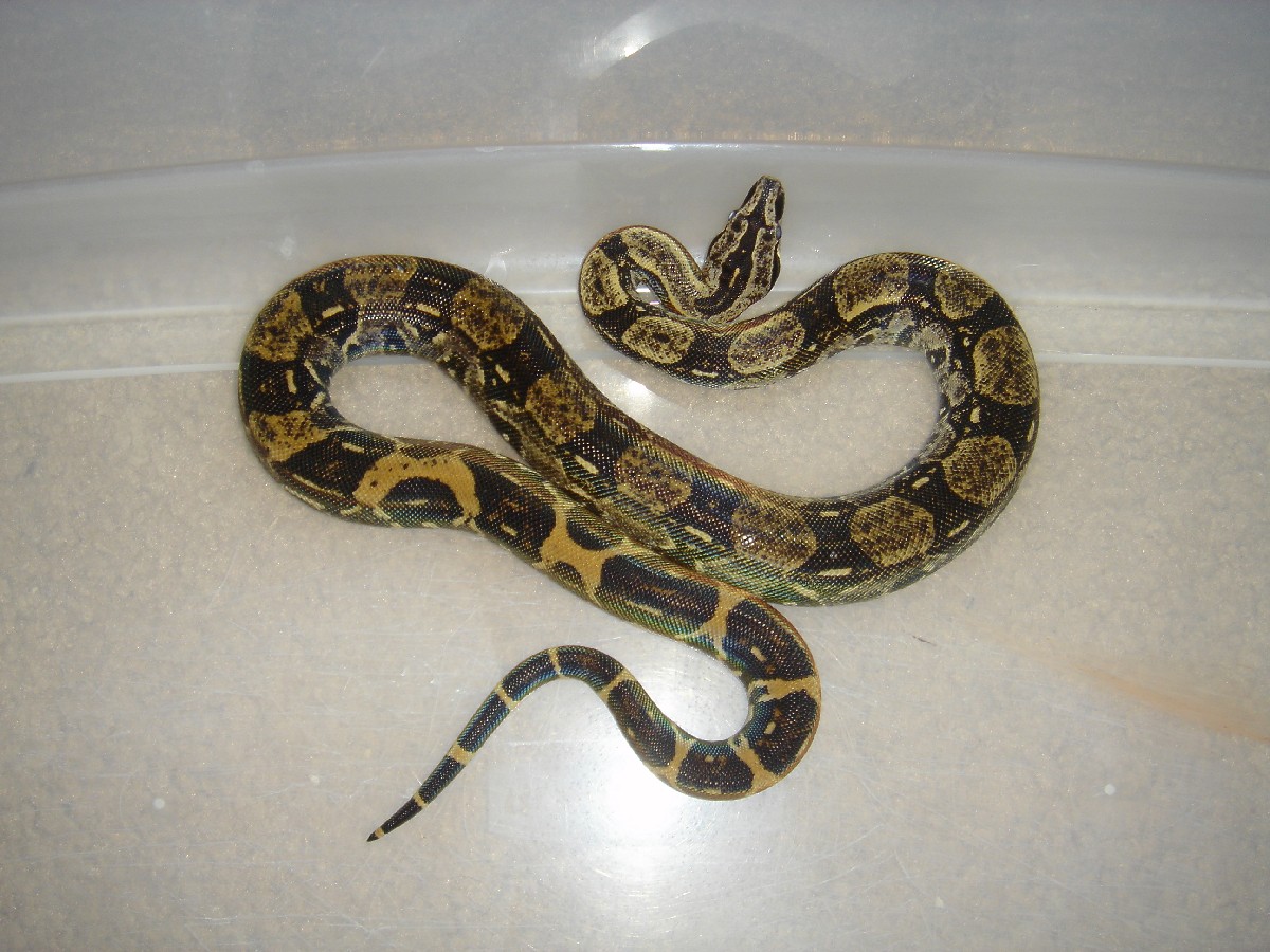 Peruvian long tail male het anery