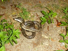 unknown snake