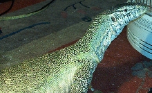 Angus the common nile monitor posing pretty