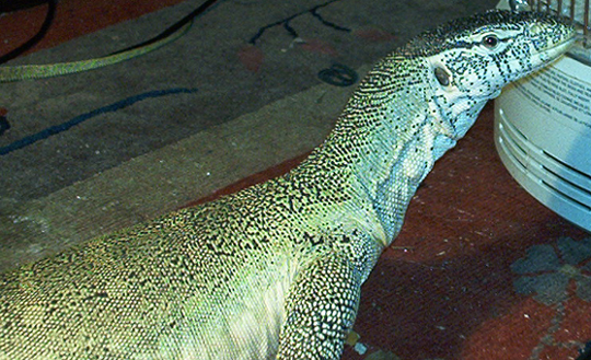 Angus the common nile monitor posing pretty