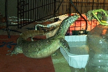 Angus and one of his water bowls