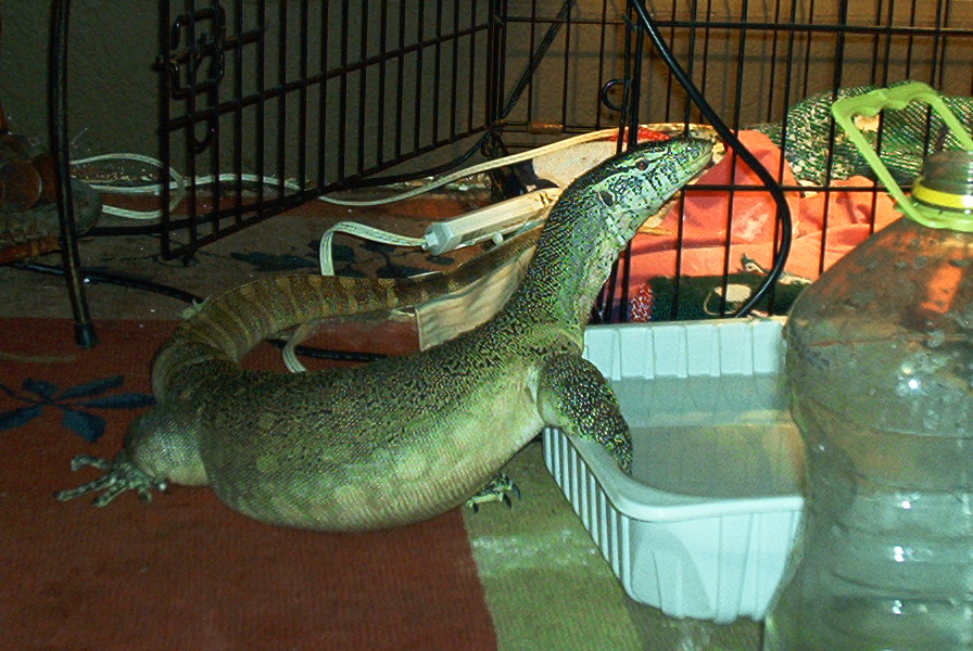 Angus and one of his water bowls
