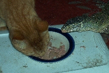 Angus sharing some cat food