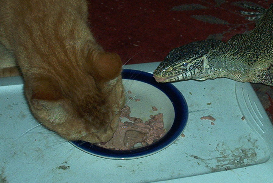 Angus sharing some cat food