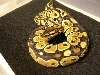 388grams