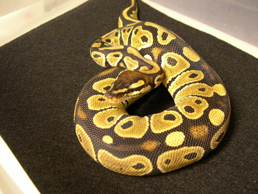 388grams