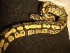 556grams