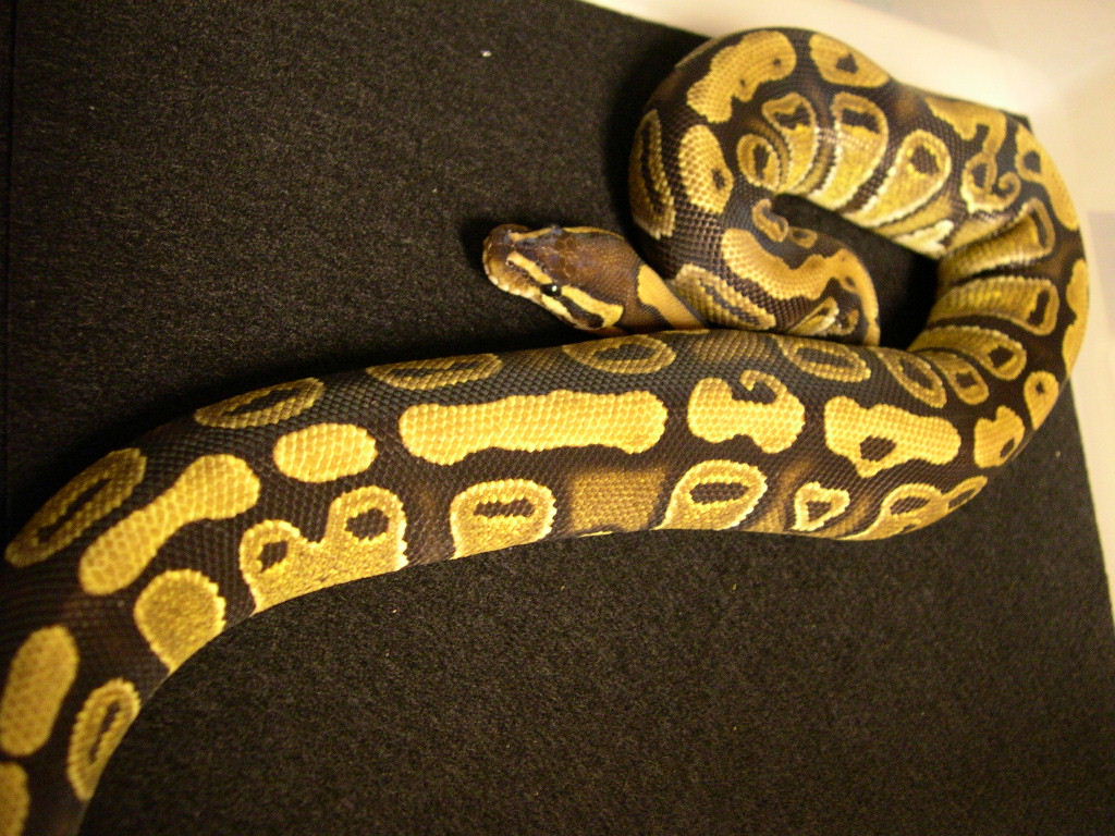 556grams