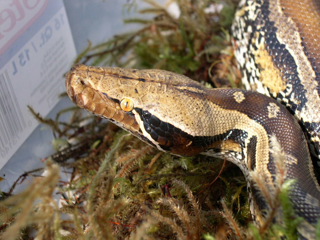 Marbled Borneo Short Tail Python