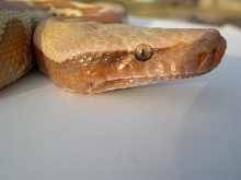Albino Blood