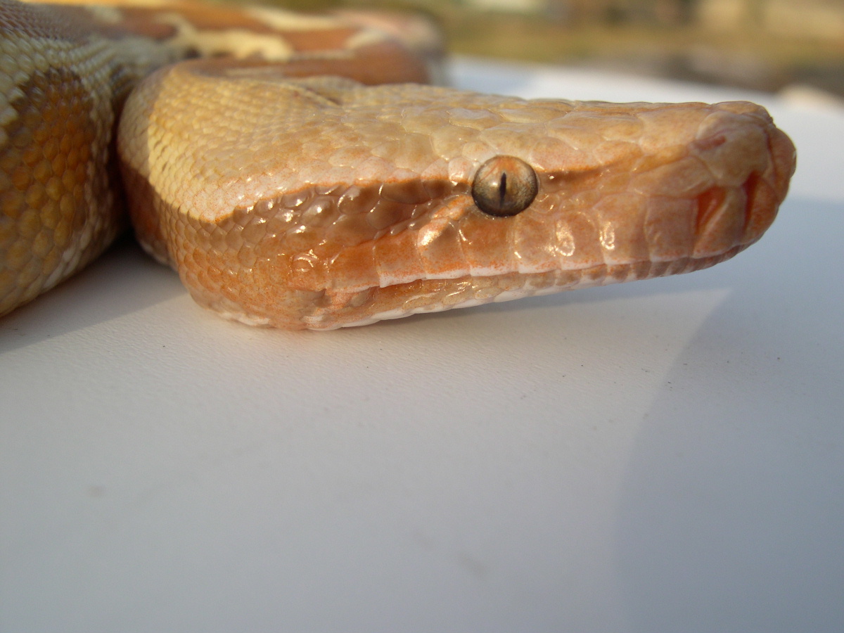 Albino Blood