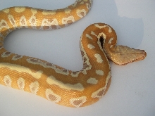 albino Blood