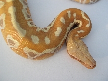 albino post shed