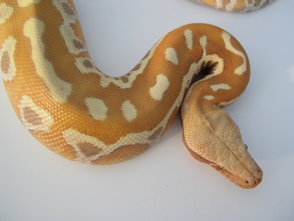 albino post shed