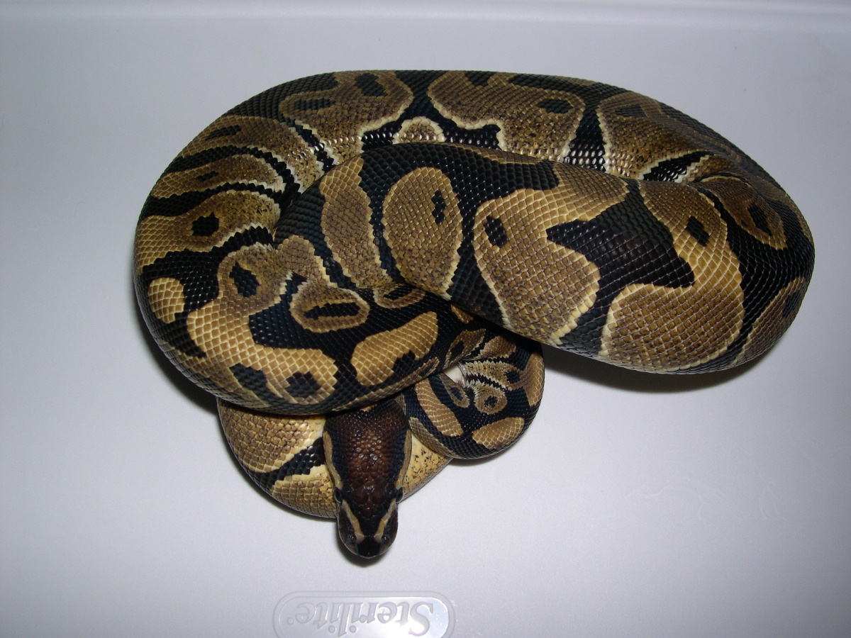 Het SK Axanthic Male