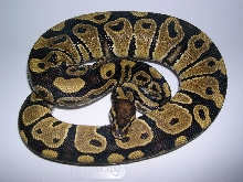 Pos Het Genetic Stripe Male