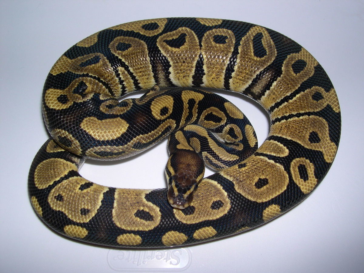 Pos Het Genetic Stripe Male