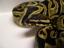 Het Albino Lab Male